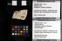 Foto (Objket + Etiketten) von Discutiolira moesica (Muţiu & Bădăluţă, 1971) 